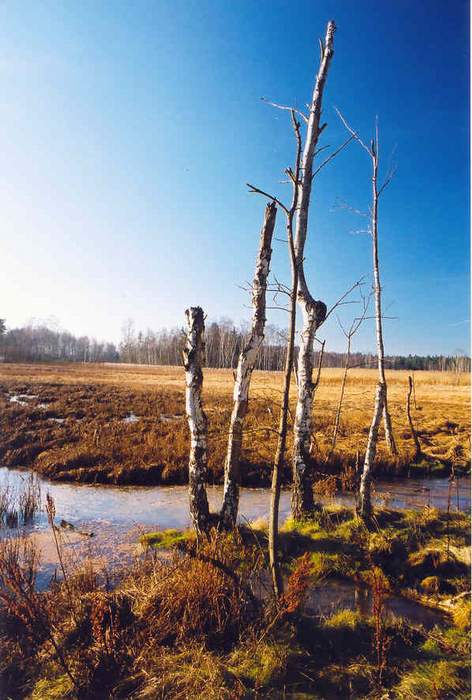Torza